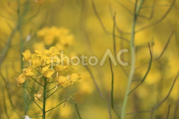 菜の花の中に菜の花 菜の花,菜の花畑,春の写真素材
