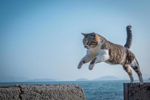 とび猫 とび猫 飛び猫,とび猫,ねこの写真素材