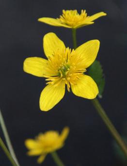 リュウキンカ・立金花　クローズアップの写真