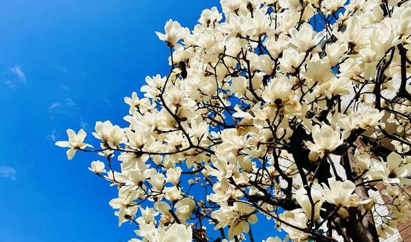 木蓮 木蓮 木蓮,青空,木蘭の写真素材