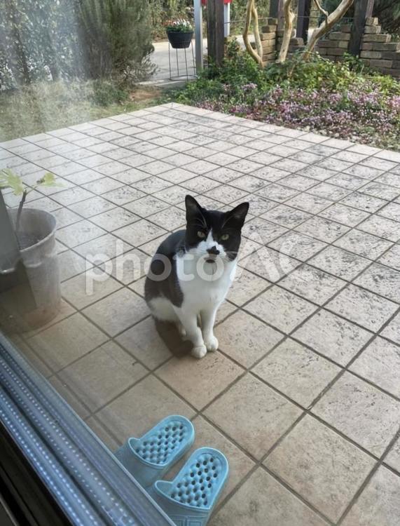 ご飯をもらいに来た野良猫 猫,野良猫,ネコの写真素材