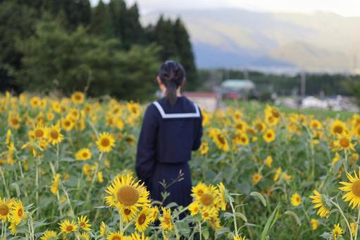 違和感（夏の朝） ひまわり,夏,風景の写真素材