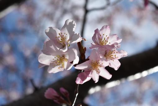 凛 凛 桜,日本,北海道の写真素材