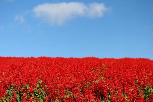 白い雲と青空と真っ赤のサルビア畑の風景 白い,雲,青空の写真素材