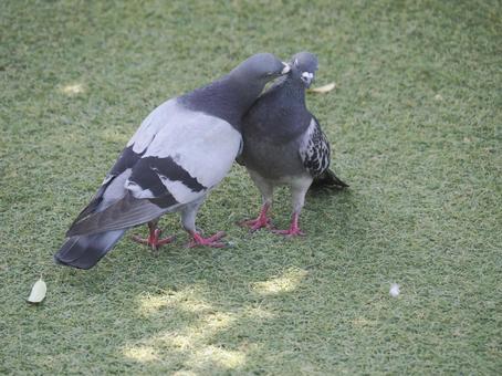 仲の良い鳩 仲の良い鳩の写真