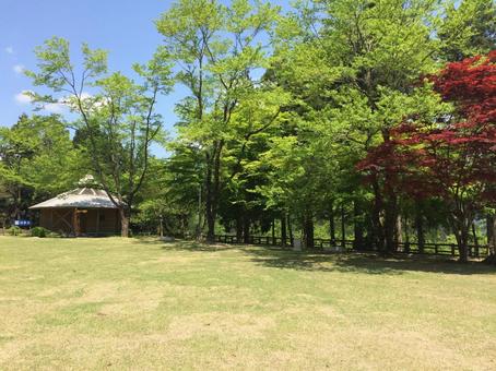 爽やかな新緑と芝生の広場 爽やかな新緑と芝生の広場 自然,風景,広場の写真素材