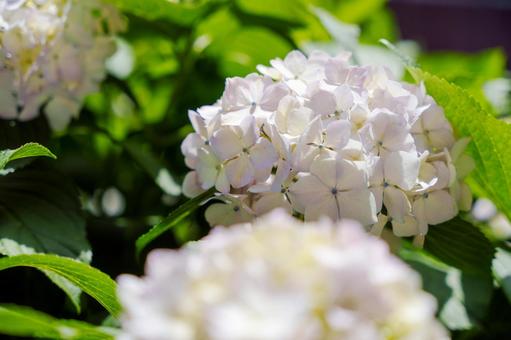 白紫の紫陽花 紫陽花,白,紫の写真素材