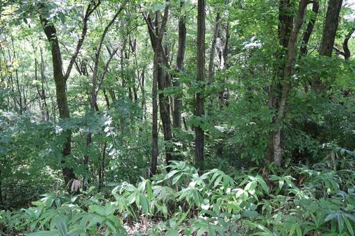 雑木林 雑木林,広葉樹林,木の写真素材