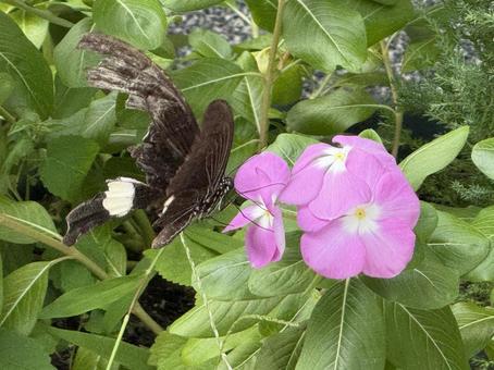 ピンクの花にとまる黒い蝶 ピンクの花にとまる黒い蝶 蝶,黒い蝶,花の写真素材