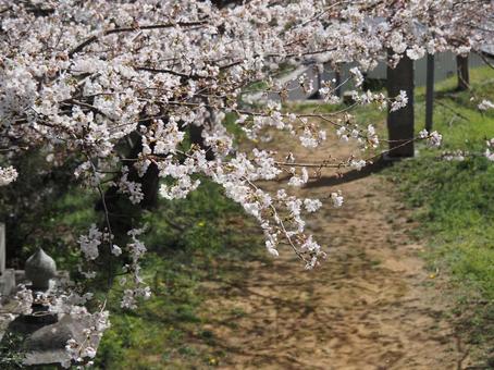 桜の花 桜の花の写真