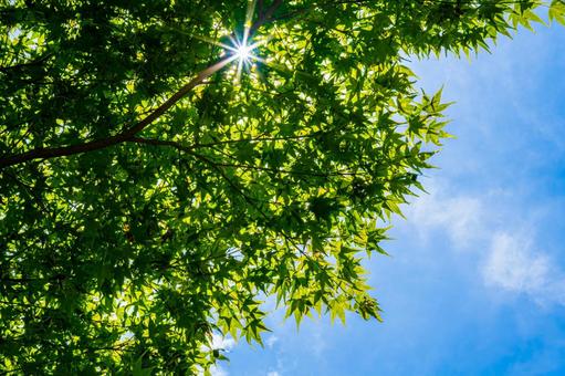 夏の青空と新緑の紅葉 夏の青空と新緑の紅葉 紅葉,モミジ,夏空の写真素材