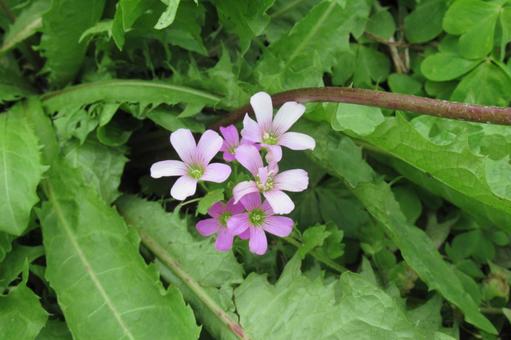 草むらに咲く可憐なムラサキカタバミの花 草むらに咲く可憐なムラサキカタバミの花 ムラサキカタバミ,花,植物の写真素材