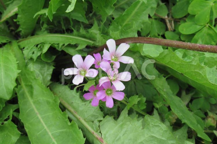 草むらに咲く可憐なムラサキカタバミの花 ムラサキカタバミ,花,植物の写真素材