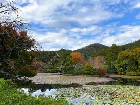 オシドリ池 オシドリ池 龍安寺,鏡容池,オシドリ池の写真素材