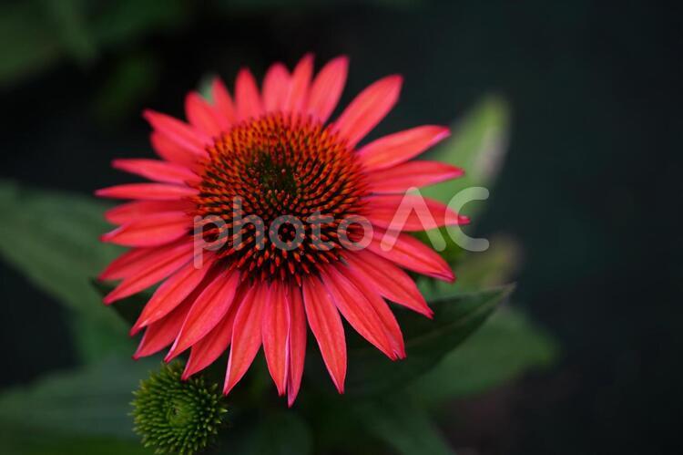 美しい北アメリカのエキナセア エキナセア,エキナセアムーズ,草花の写真素材