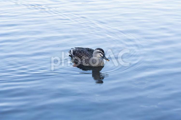公園の池を泳ぐ鴨 公園,池,鴨の写真素材
