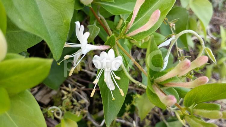 道路わきのがけで咲いていたスイカズラ スイカズラ,花,植物の写真素材