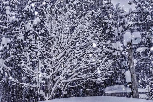 冬の白川郷を撮影 冬の白川郷を撮影 白川郷,世界遺産,冬の写真素材