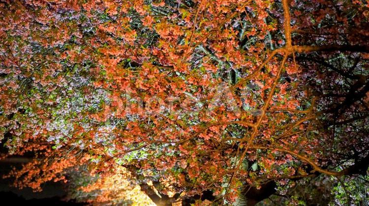 早春の夜桜・八千代千本桜・千葉県八千代市 夜桜,早春,八千代千本桜の写真素材