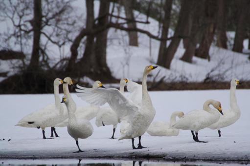 白鳥 白鳥の写真
