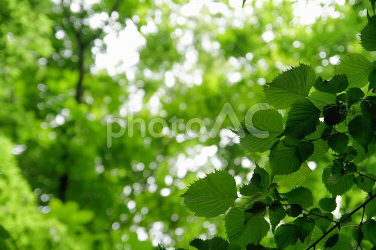 新緑　木漏れ日 新緑,木漏れ日,緑の写真素材