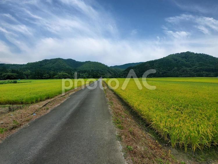稲穂・秋田の田園 稲,稲穂,収穫の写真素材