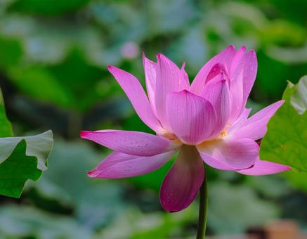 Photo, ancient lotus, lotus, lotus flower, 