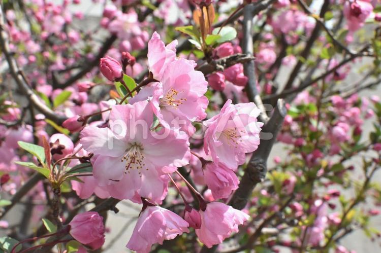 ピンクに咲きほこる桜の花びら 桜,さくら,春の写真素材