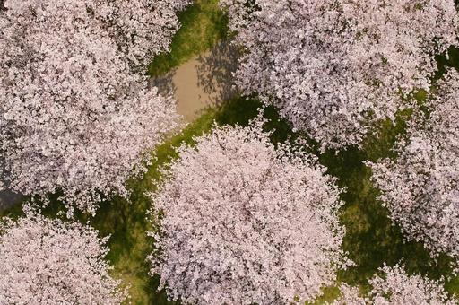 満開の桜並木を上空から空撮・花見・満開 満開の桜並木を上空から空撮・花見・満開の写真