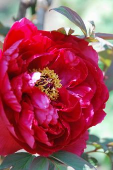 ボタンの花の写真