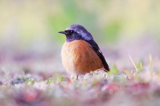 春の野原に見つけた可愛いジョウビタキの雄 春の野原に見つけた可愛いジョウビタキの雄 鳥,ジョウビタキ,春の写真素材