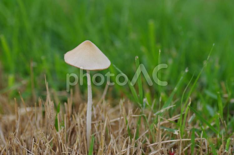 キノコのイメージ きのこ,菌類,自然の写真素材