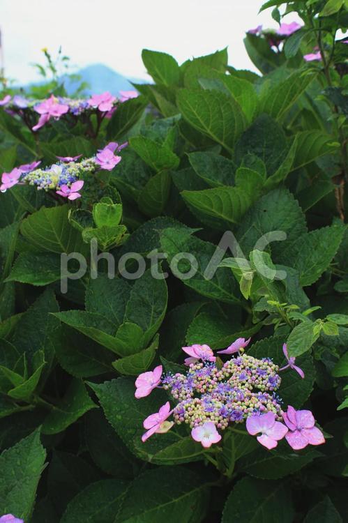 雨に濡れた紫陽花と遠くに見える山です 紫陽花,花,植物の写真素材