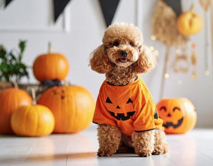 ハロウィンのコスチュームで仮装した犬 ハロウィンのコスチュームで仮装した犬の写真