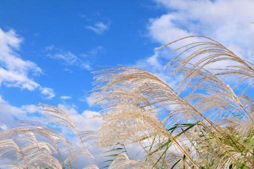ススキ　秋の景色 すすき,秋,ススキの写真素材