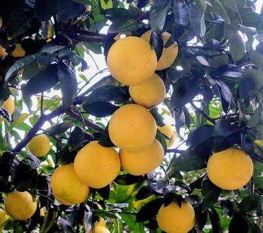 ザボン 文旦,果物,植物の写真素材