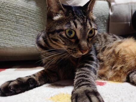 ネコ ペット,cat,猫の写真素材