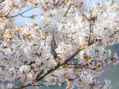 桜とヒヨドリ 桜とヒヨドリの写真