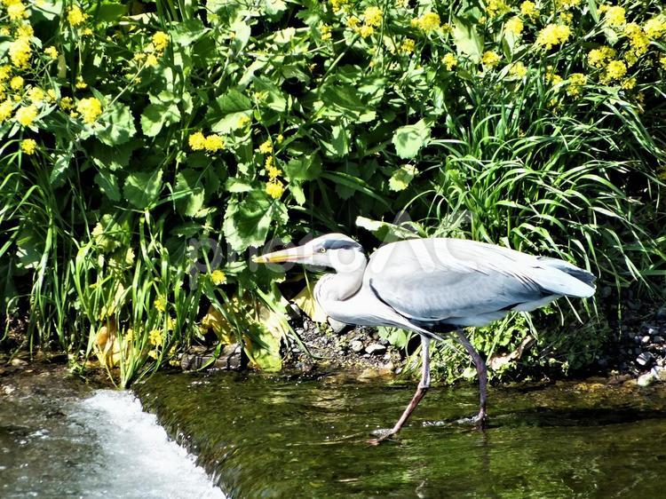 警戒しているアオサギ サギ,アオサギ,野鳥の写真素材