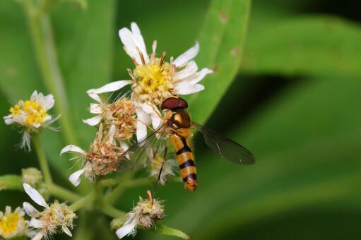 オビホソヒラタアブ オビホソヒラタアブ,ヒラタアブ,ハナアブの写真素材