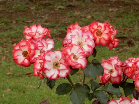 【薔薇の写真】バラの花 【薔薇の写真】バラの花 の写真