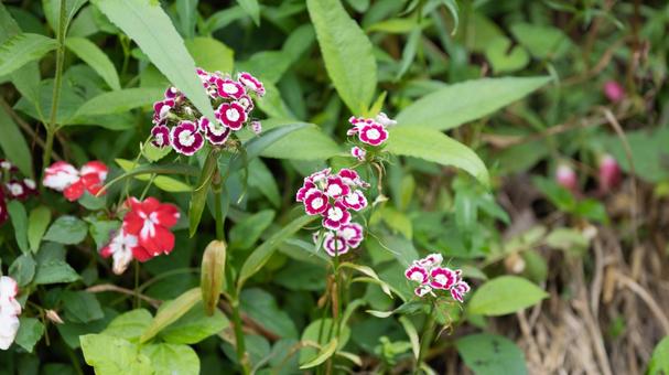 ピンク色の公園に咲いた花々 ピンク色の公園に咲いた花々の写真