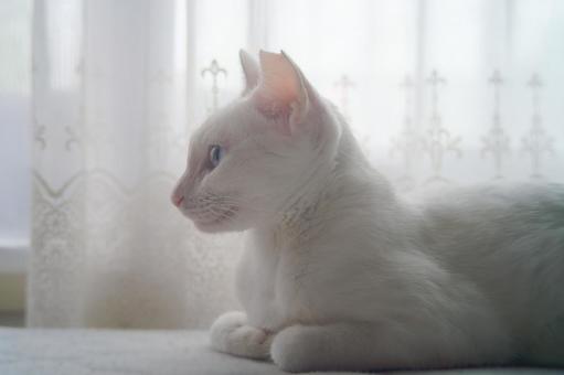 白猫の横顔 白猫の横顔 猫,白猫,ペットの写真素材