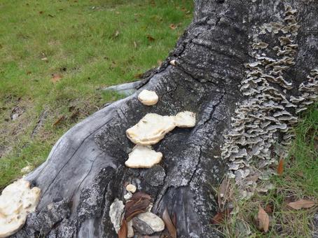 Covered in mushrooms 001, JPG