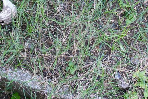 芝 芝,野生,植物の写真素材