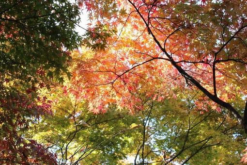 紅葉のグラデーション 紅葉,葉っぱ,葉の写真素材