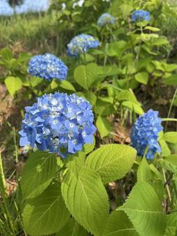 紫陽花 紫陽花の写真