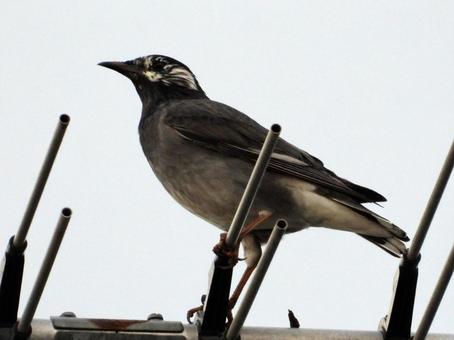 アンテナにつかまるムクドリ アンテナにつかまるムクドリ 鳥,野鳥,ムクドリの写真素材