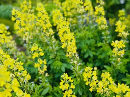 Photo, sapporo, yurigahara park, yellow, 
