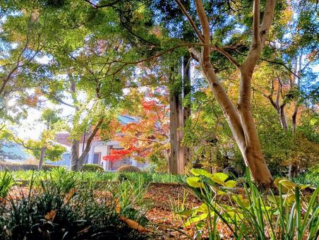 朝日が差し込む観音寺境内　千葉県柏市 朝日,差し込む,紅葉の写真素材